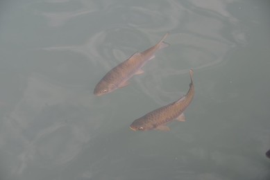 Image 390946511