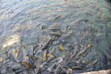 Image 390946532