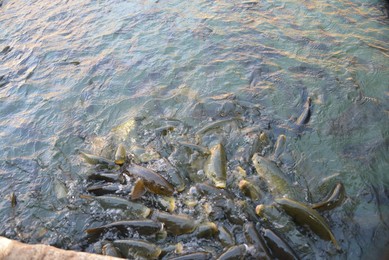 Image 390946533