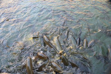 Image 390946535