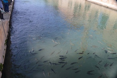 Image 390946618