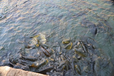 Image 390946620
