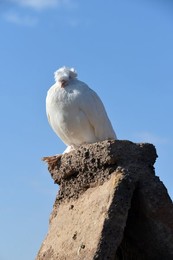 Image 396435842