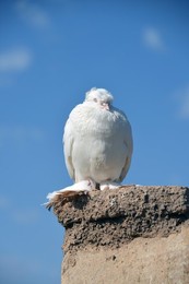 Image 396435858