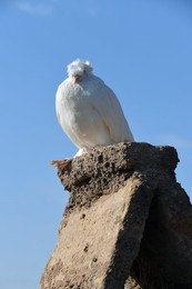 Image 396436639