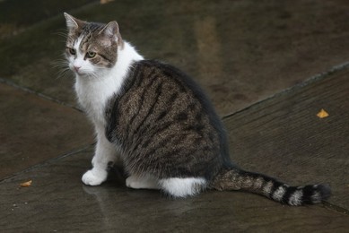 Image 403114514