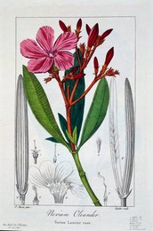 Image 405826945