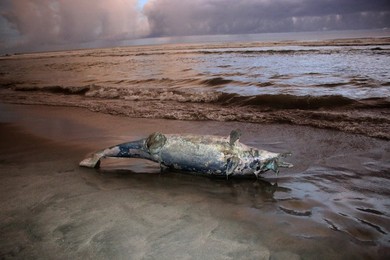 Image 406088557