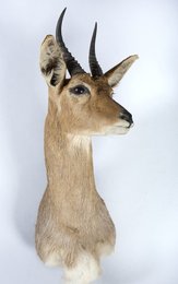 Image 411279399