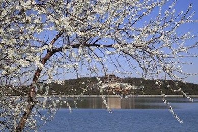 Image 419209685