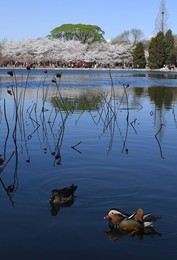 Image 422097833