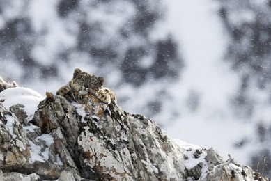 Image 425824280