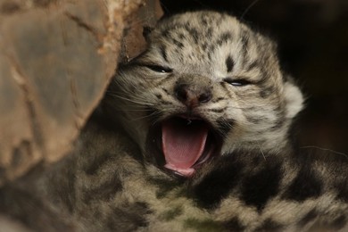 Image 425824285