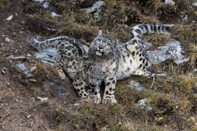 Image 425824293
