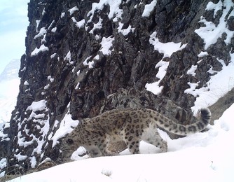 Image 425824300