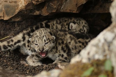 Image 425825017