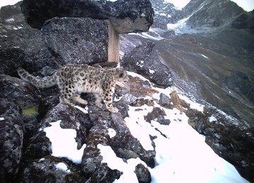 Image 425825030