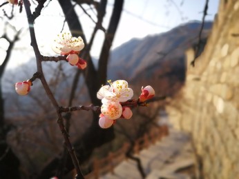 Image 426138156
