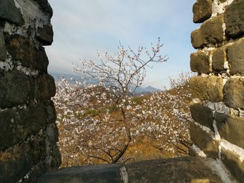 Image 426138198