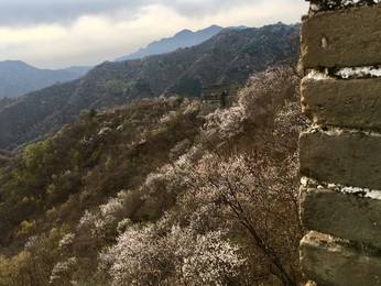 Image 426138205