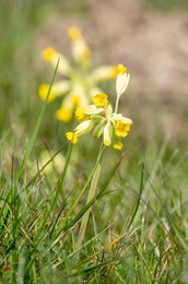 British Flora
