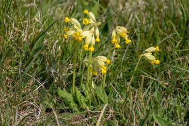 British Flora