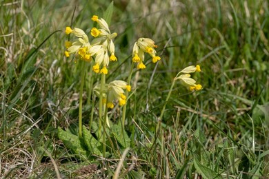 British Flora