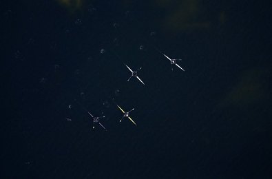 Image 433861426