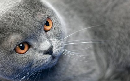 Image 434442199