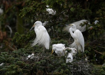 Image 435318939