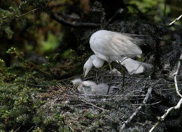 Image 435318957