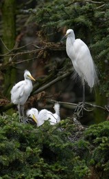 Image 435318986