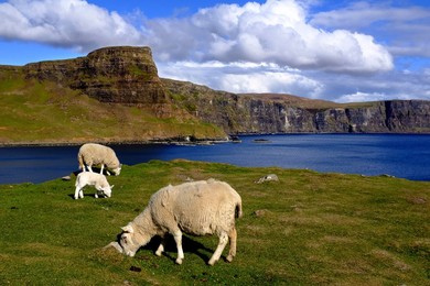 Image 435761864