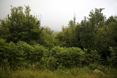 Image 437326886