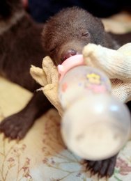 Image 438394977
