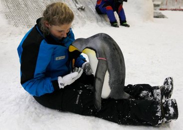 Image 439560546