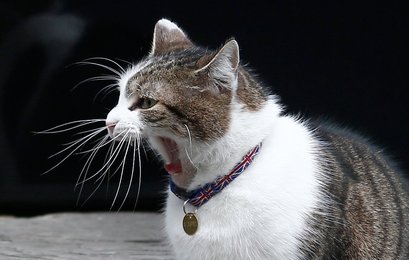 Image 441023996
