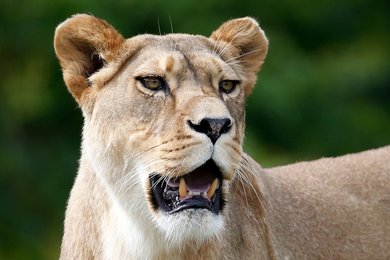 Image 441770773