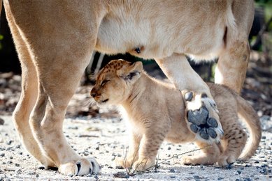 Image 442048490