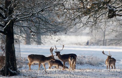 Image 442411454