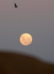 Image 442681628