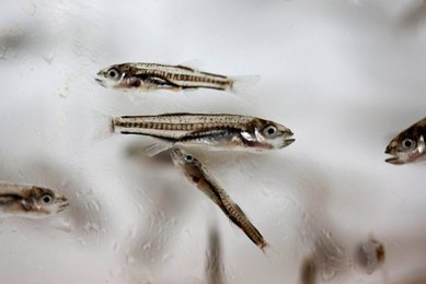 Image 442725282