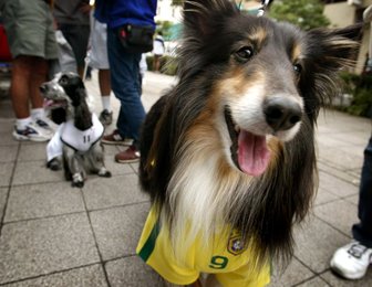 Image 443637264