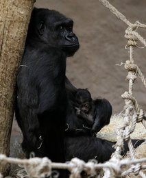 Image 444562623
