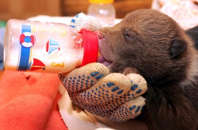 Image 444638043