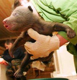 Image 444638052