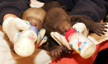 Image 444638075