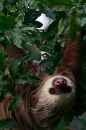 Image 445046522