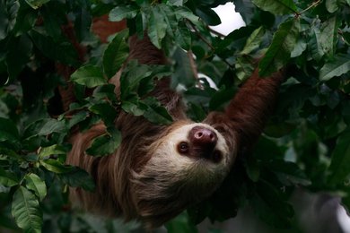 Image 445046524