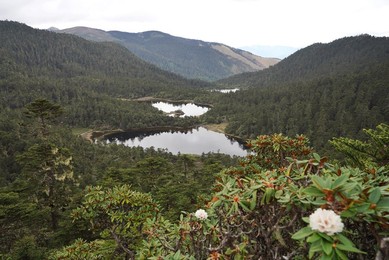 Image 445196525